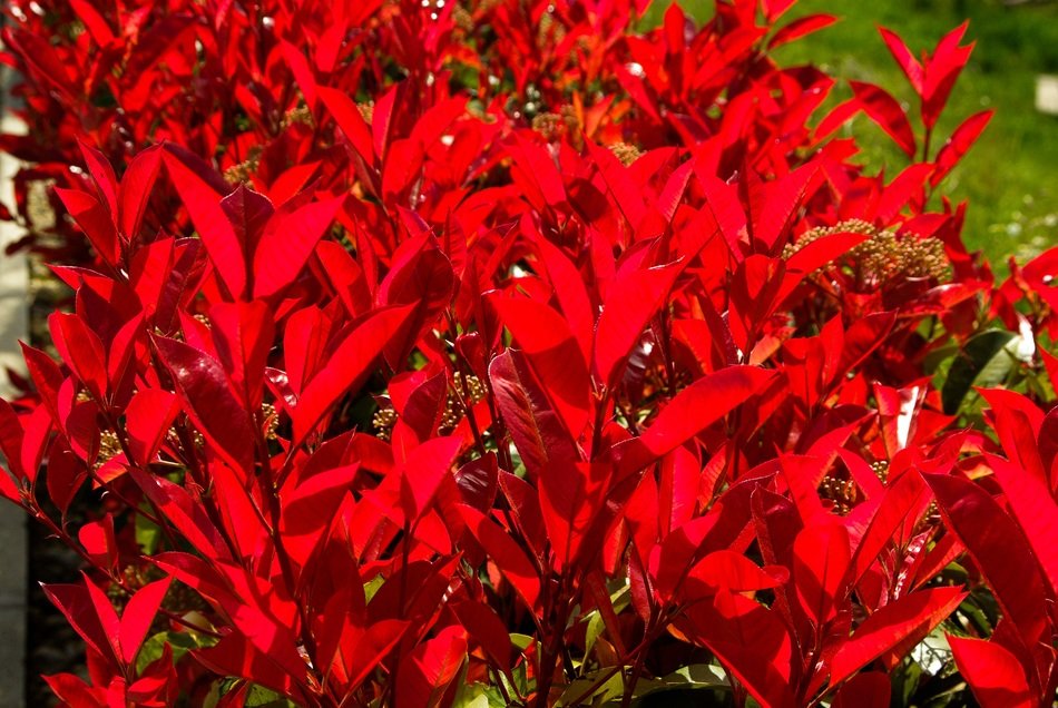 striking photinia shrub