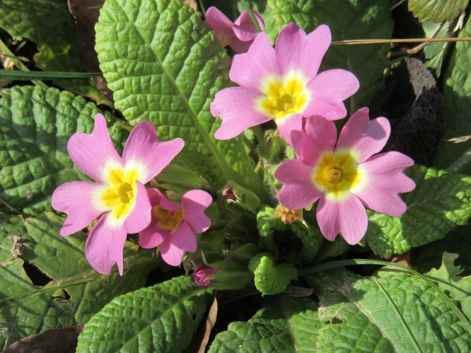 light pink primroses close-up in the sun