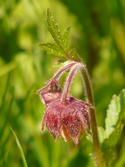 avens is the pointed flower