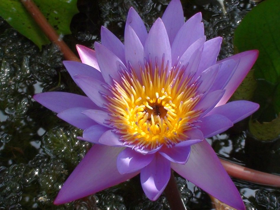 purple flower in the water