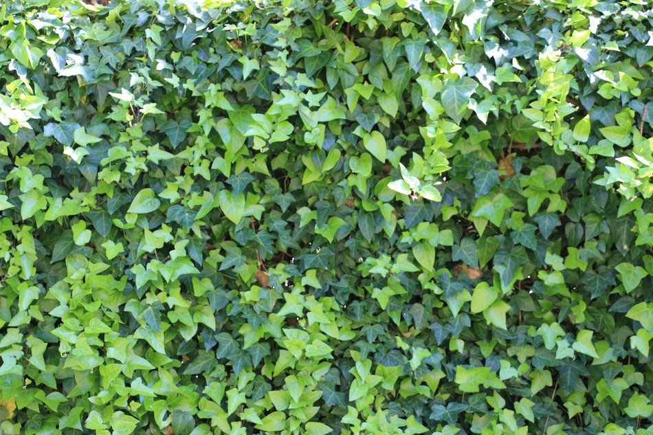 extraordinarily beautiful ivy