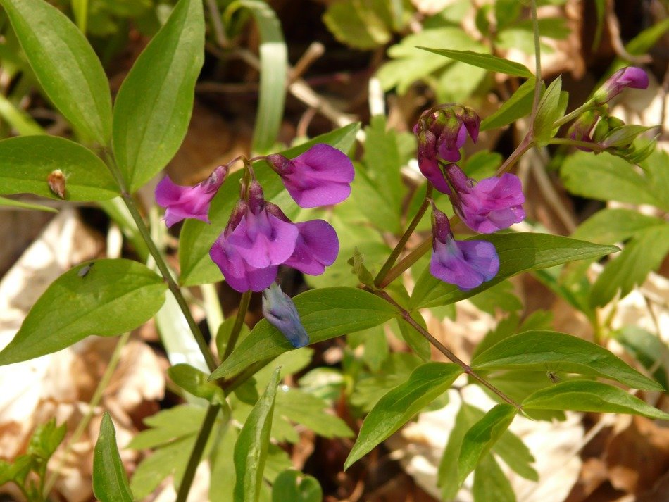 purple flowers of wild peas