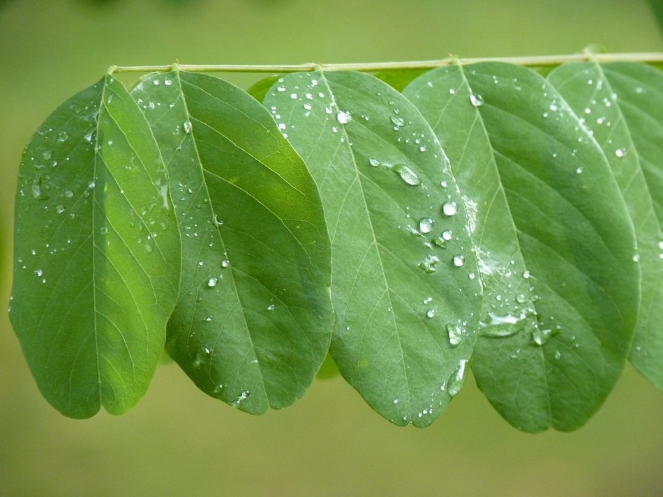 dew on round sheets of wood