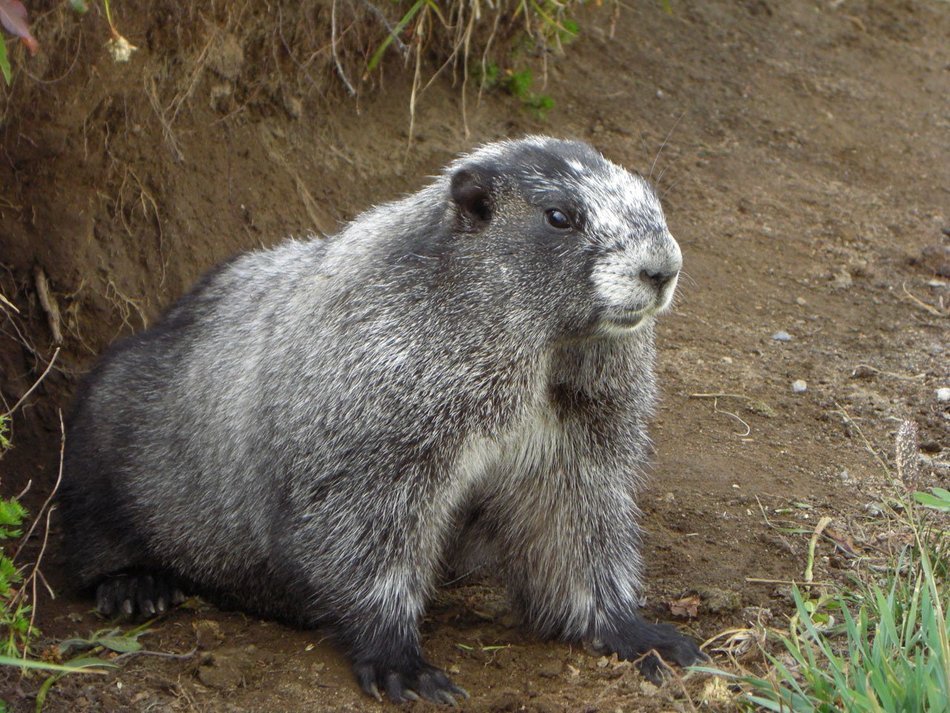 heavily built marmot