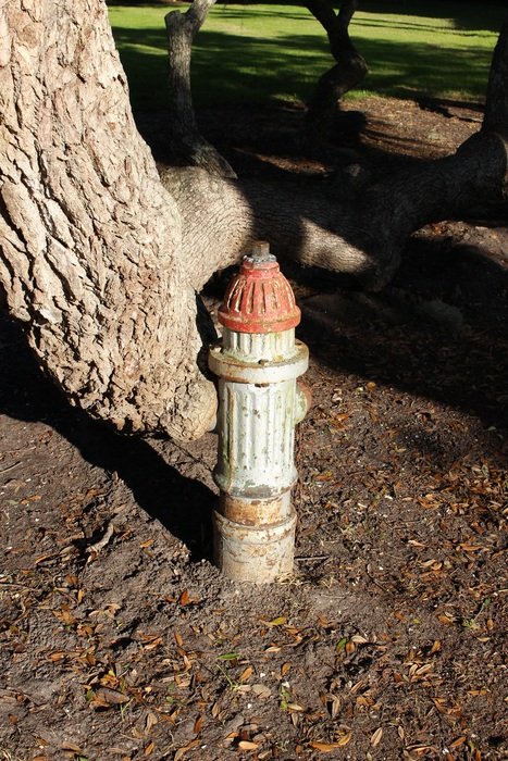 old rusty fire plug beneath tree