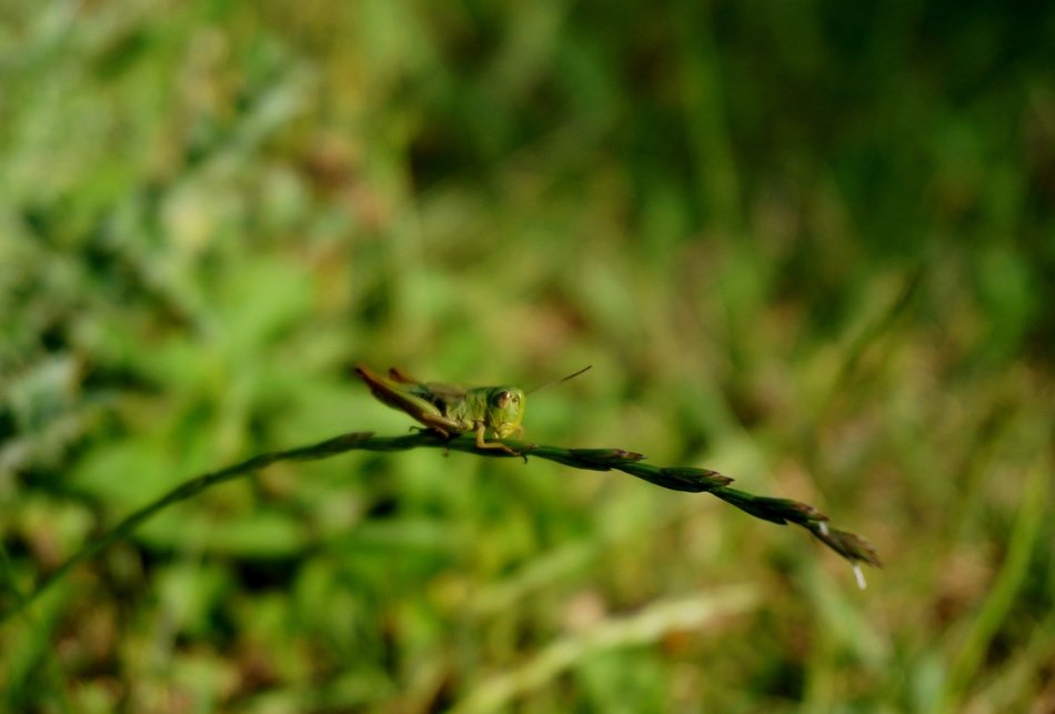 green grasshopper on grass