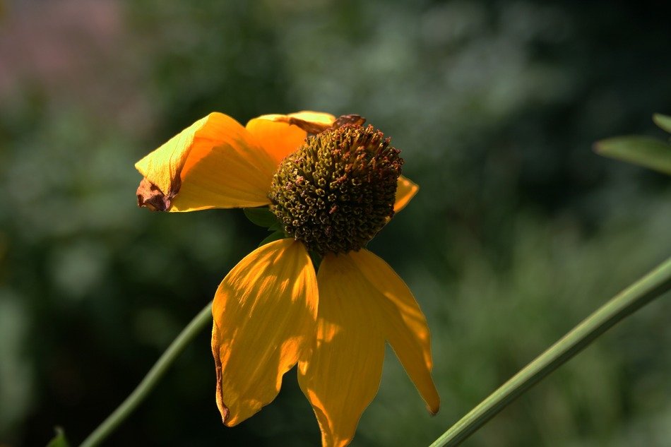 faded yellow flower