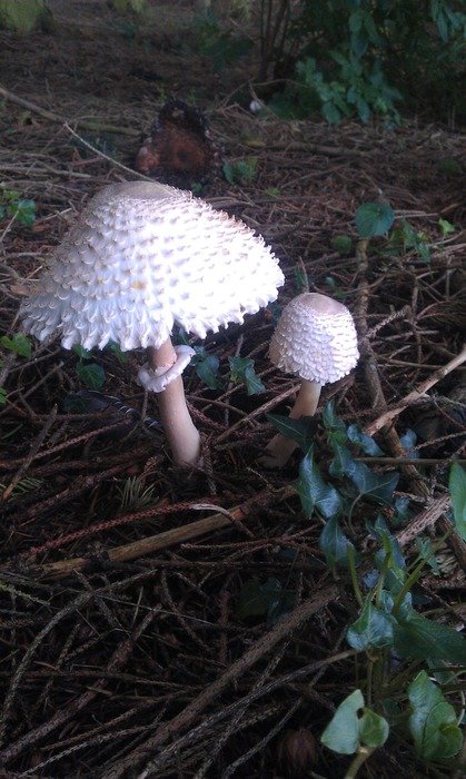 toadstool among the dry leaves