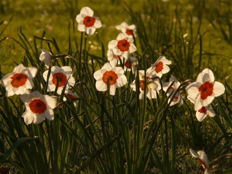 white daffodils in the grass