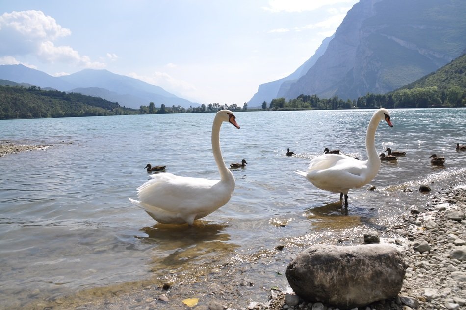 swans on the stony shore of the lake