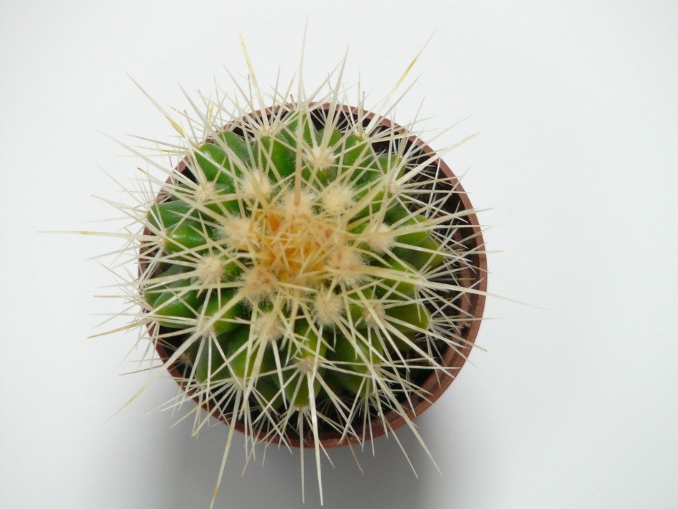 top view of Echinocactus
