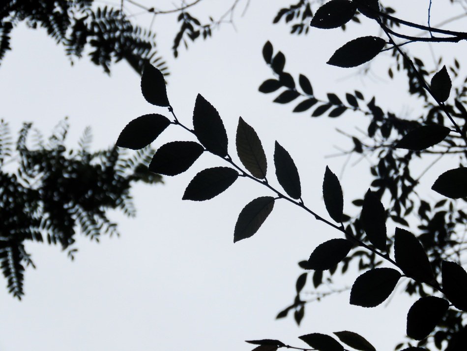 trees with leaves silhouette scene