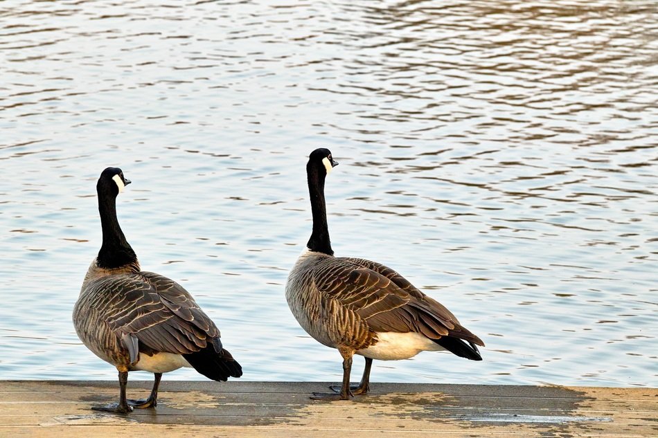 a pair of wild geese on the shore