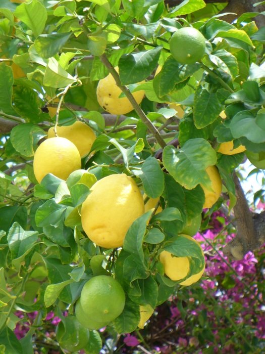 lemon bush