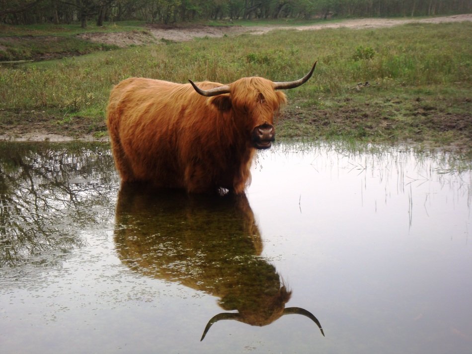 big horned animal in a lake in the netherlands
