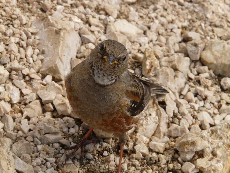 Bird in the rocks close-up