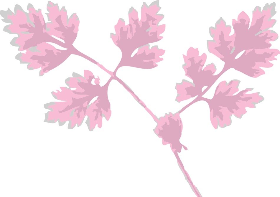 pink leaves on white background