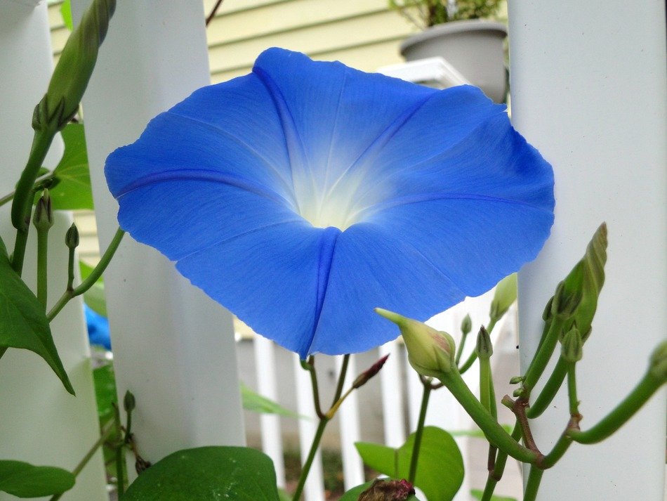 blue flower in the morning