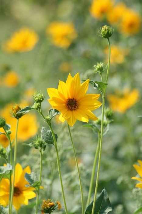 yellow silphium