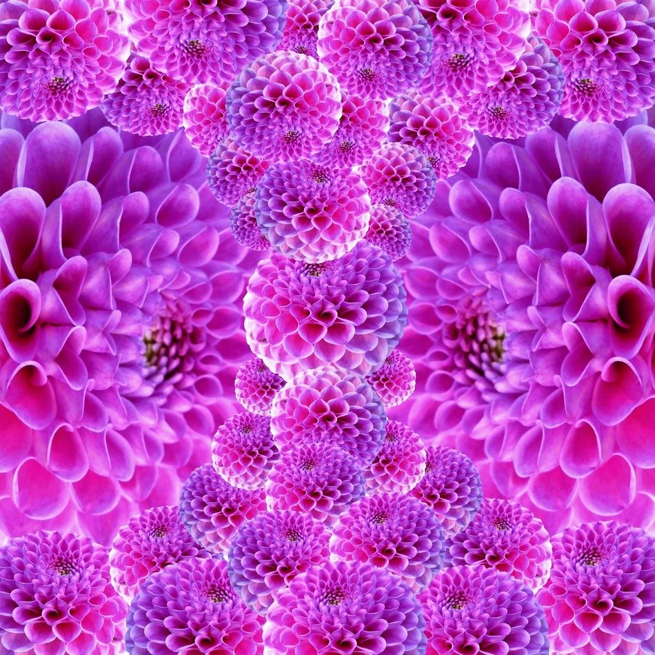 Design With Dahlia Flowers Free Image Download