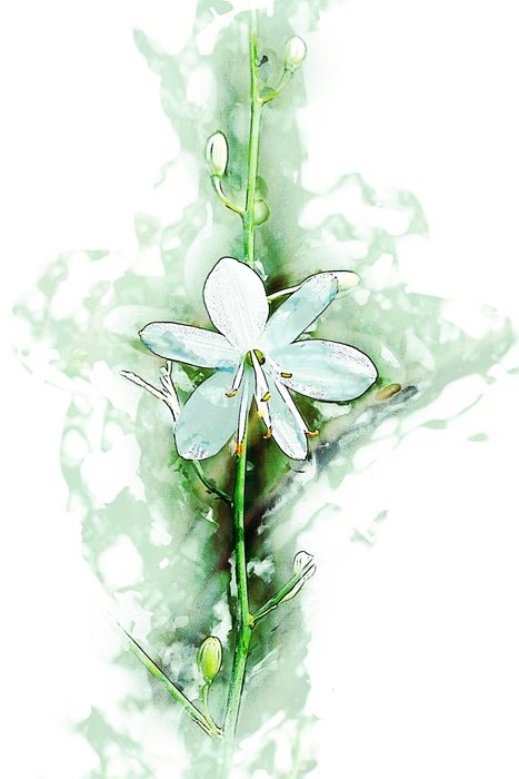 graphic image of a white flower