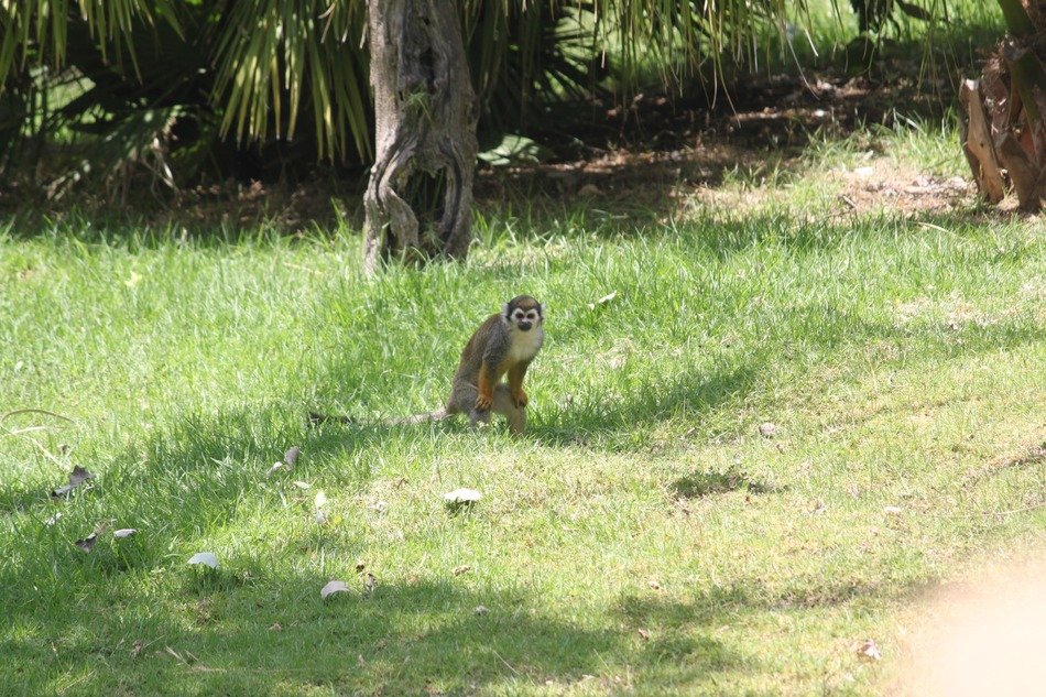 monkey sits on grass in wild