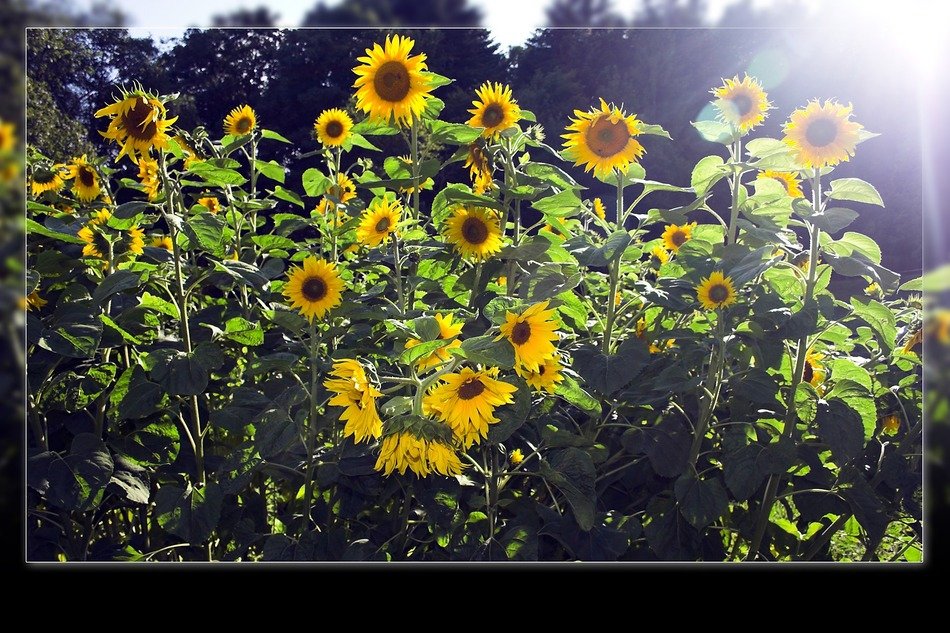 yellow sunflowers on a sunny day as framed picture