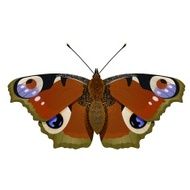 butterfly N36