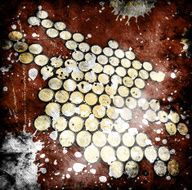 Grunge Background N21