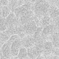 Gray fur texture