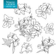 Outline drawings of white lilies
