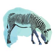 Colorful watercolor zebra cover