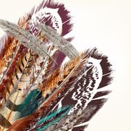 Colorful feathers vector background