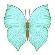 beautiful vintage green butterfly isolated on white background