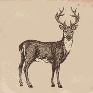 Reindeer N6