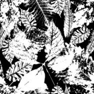 Seamless background with leaves Black and white endless pattern N5