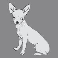 black and white little dog chihuahua