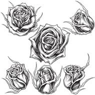 Roses line wotk set