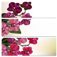Beautiful backgrounds set with flowers N3