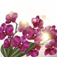 Beautiful background with orchid flowers