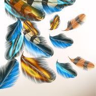 Background with colorful feathers