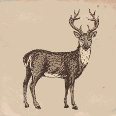 Reindeer N6