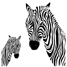 Zebra Vector illustration N2