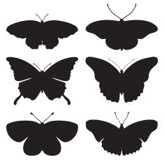 Vector black silhouettes of butterflies