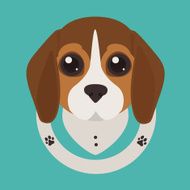 beagle puppy N3