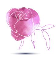 Peony flower