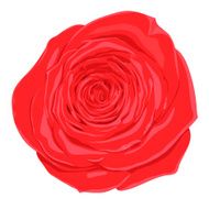 beautiful red rose flower isolated on white background