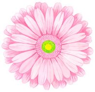 Pink watercolor gerbera N4