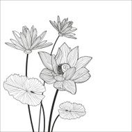 Beautiful lotus flower illustration Vector black and white floral background