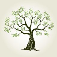 Vector Color Olive Tree with green leafs